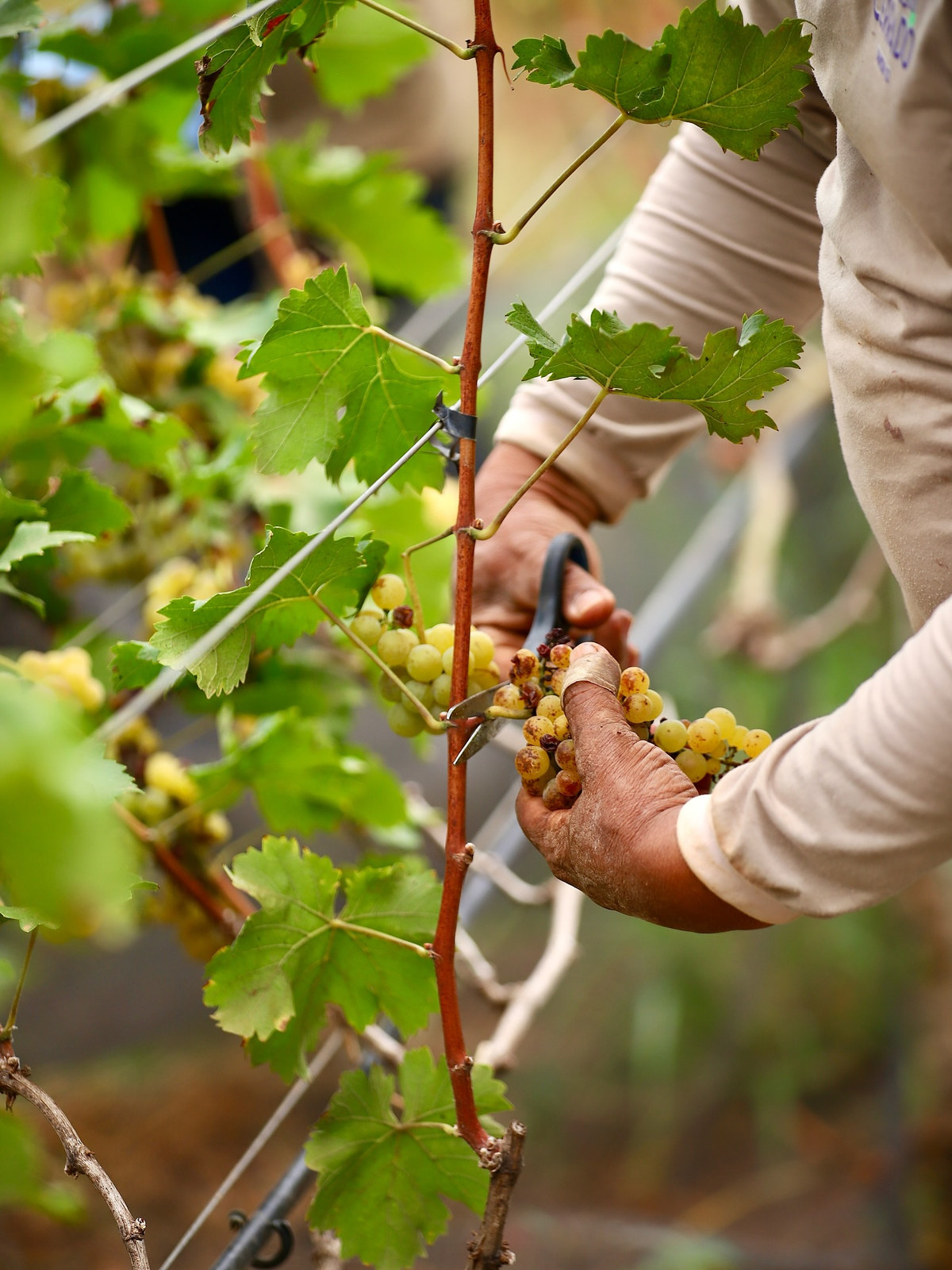 Colheita manual de uvas no vinhedo