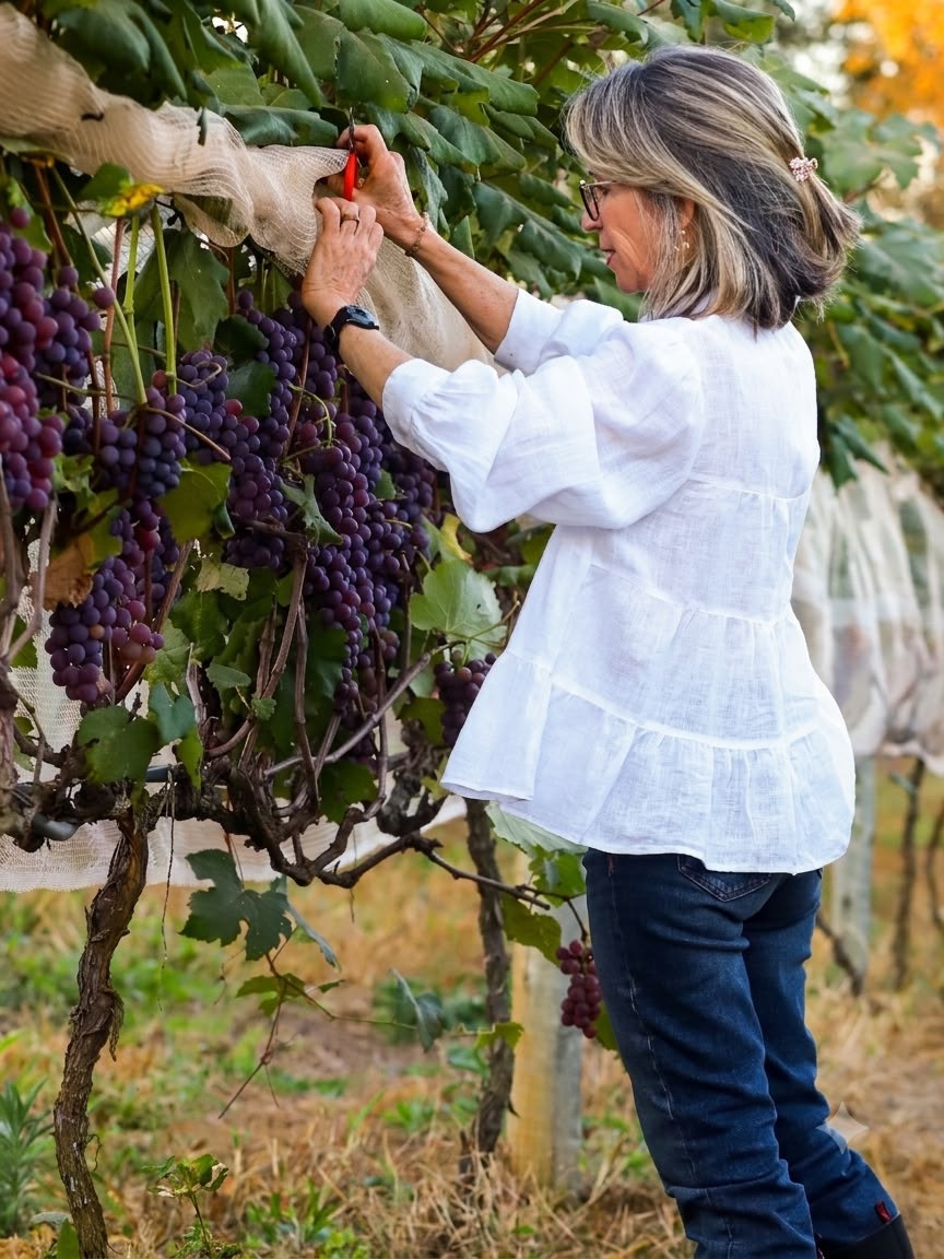 De blusa branca e tesoura na mão, uma mulher corta cachos de uvas roxas na espaldeira do parreiral