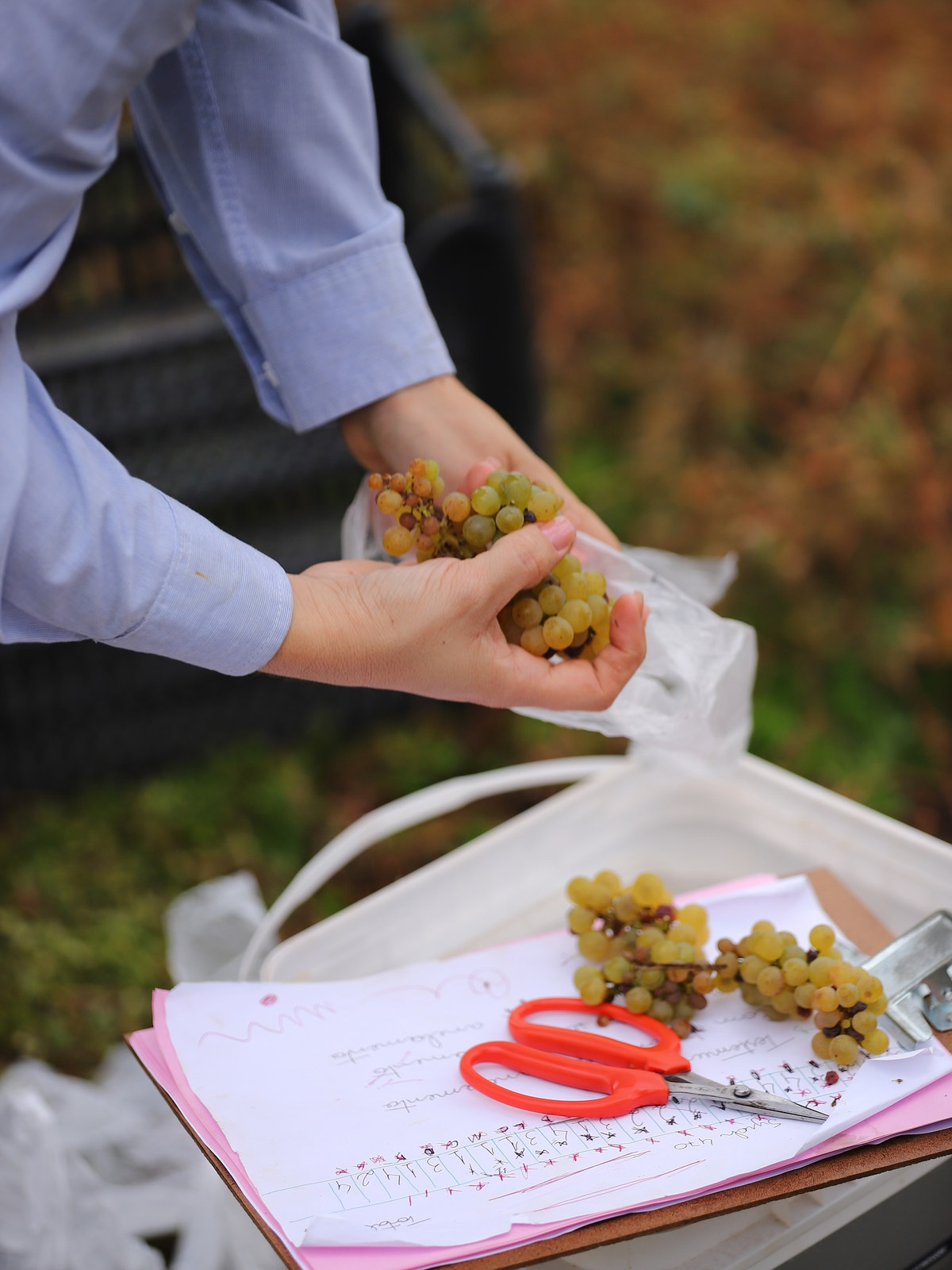 Cuidado manual com as uvas durante a colheita