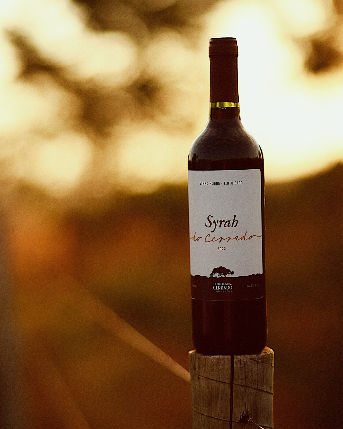 Garrafa de Syrah do Cerrado 2022 sobre o mourão do vinhedo, na luz do fim de tarde