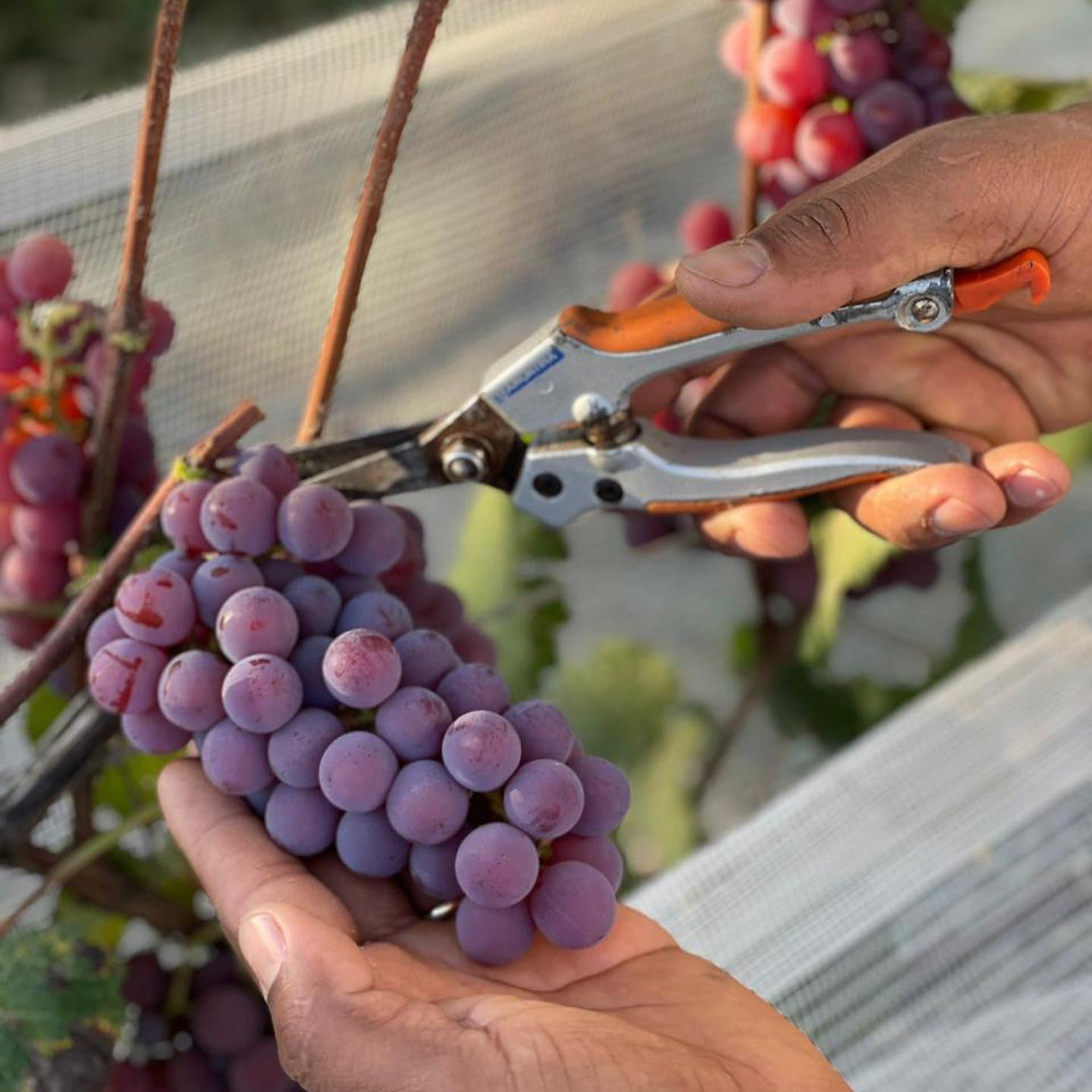 Mãos cortam um cacho de uvas roxas com a tesoura de colheita, na luz dourada