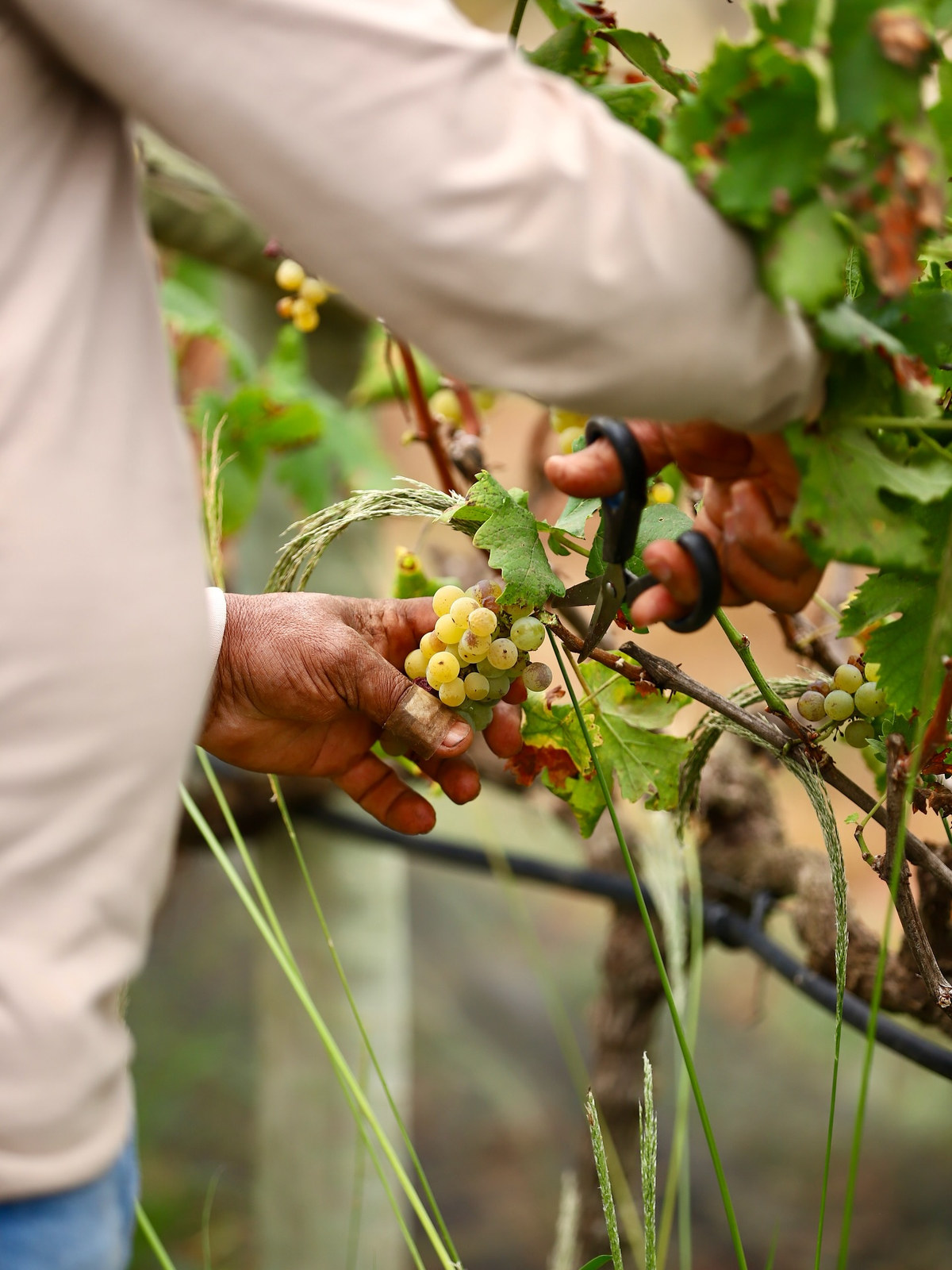Tesoura corta um cacho de uvas claras junto à videira, durante a colheita